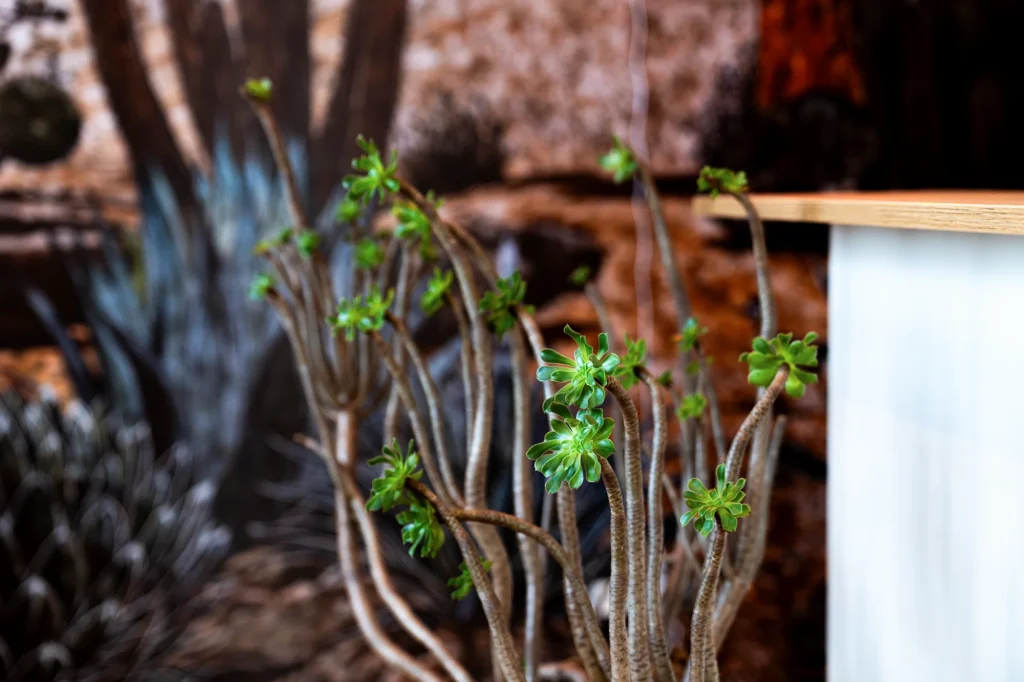 Detailaufnahme Grünpflanze